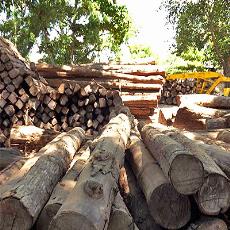 Teak Wood Logs For Construction Industry