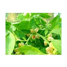 Ashwagandha Extract With Alkaloids