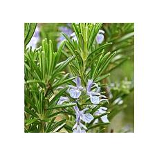 Rosemary Essential Oil With Dandruff Removing Properties