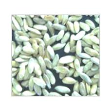 Hygienically Processed Muskmelon Seeds