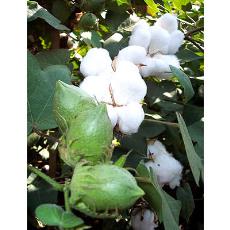 Hybrid Cotton Seed With Rejuvenating Properties