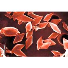 Bacillus Thuringiensis For Agricultural Industry