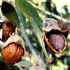 Hygienically Processed Jojoba Oil