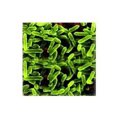 Pseudomonas Fluorescents For Agriculture Industry