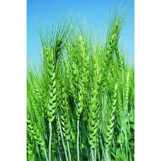 Rust Resistant Wheat Seeds