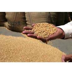 Fresh And Nutritious Wheat Seeds