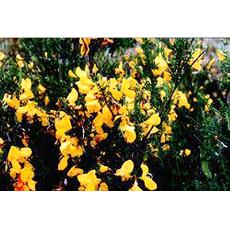 Non Alcoholic Fragrant Broom Oil