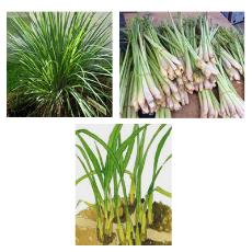 Aromatic Lemongrass Essential Oil