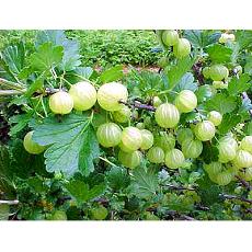 Hygienically Packed Amla Juice