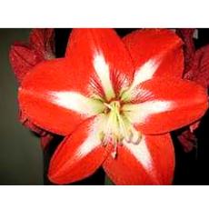 Aromatic Amaryllis Essential Oil