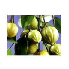 Dried Garcinia Cambogia Rind