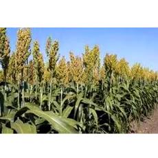 Hybrid Sweet Sorghum Seeds