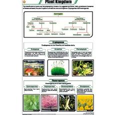 Laminated Plant Kingdom Charts