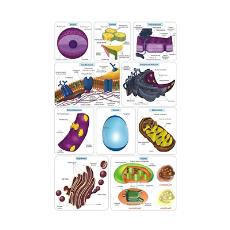 Plant Cell Organelles Charts