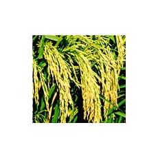 Disease Tolerant Paddy Seed