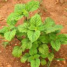 Patchouli Herb With Medicinal Properties