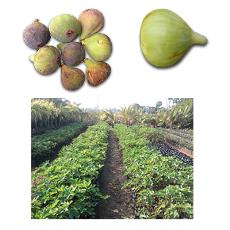 Hygienically Packed Fresh Fig