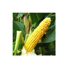 Industrial/ Food Grade Maize Starch