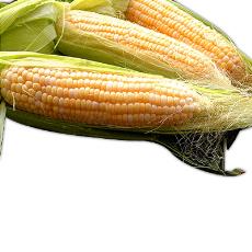 Hygienically Packed Yellow Maize