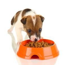 Cereal Based Weaning Food For Puppy