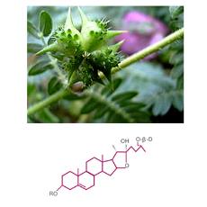 Tribulus Terestris Plant Extract