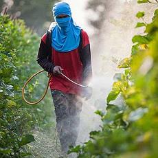 Nicotine Based Pesticide For Agricultural Industry