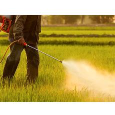 Acephate Based Agricultural Insecticide