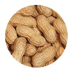 Hygienically Processed Peanuts In Shell