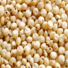 Industrial Grade Sorghum Seed