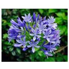 Violet Coloured Flowering Plant Agapanthus