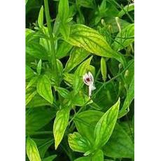 Herbal Andrographis Paniculata Extract