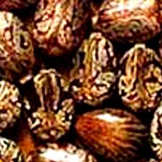 Indian Castor Seeds