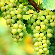 Green Grapes With Juice In The Skin