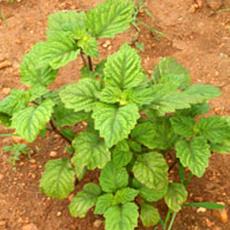 Patchouli Plant Requires Temperature Between 25 Deg To 40 Deg