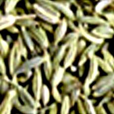 Sweet And Mild Fennel Seed