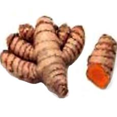 Turmeric Root With Pharmacological Benefits