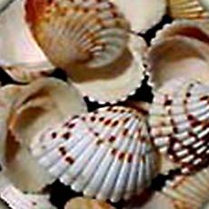 Decorative Shells